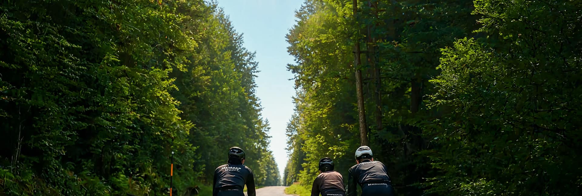 Three road cyclists riding along a road through a dense forest